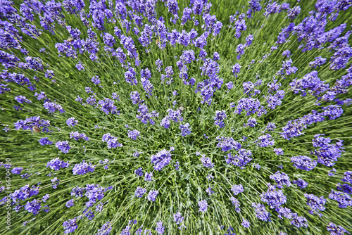 Fotoroleta kwiat aromaterapia lawenda europa fiołek