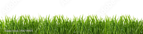 Plakat roślina panorama łąka pastwisko park