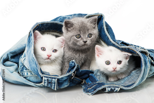 Fototapeta Kociaki w jeansowych spodniach