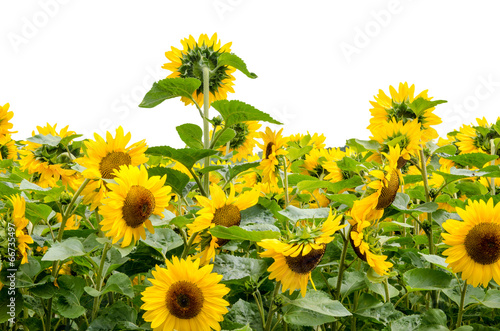 Obraz na płótnie pole kwiat niebo kwitnący rolnictwo