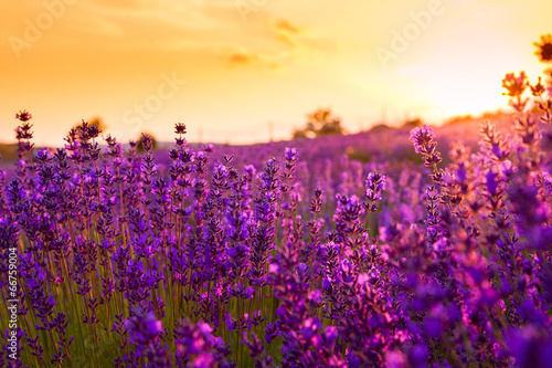 Fotoroleta żniwa wieś kwiat kwitnący pejzaż