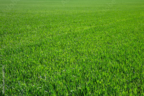 Fototapeta natura łąka trawa