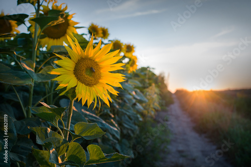 Naklejka pejzaż słońce pole rolnictwo kwiat
