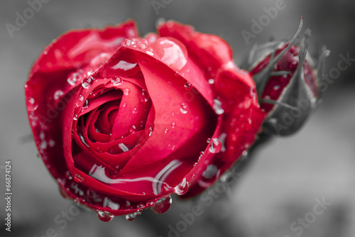 Fotoroleta kwitnący woda rosa