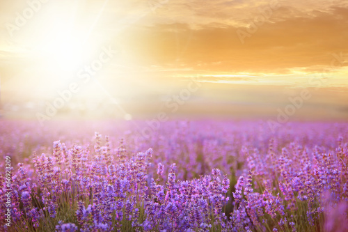 Plakat lato pole aromaterapia prowansja kwiat