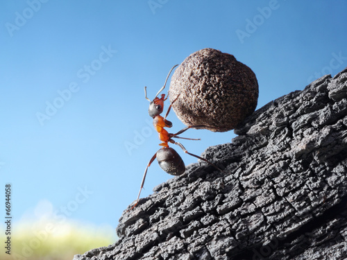 Plakat wzgórze ciężar mrówka ciężki praca