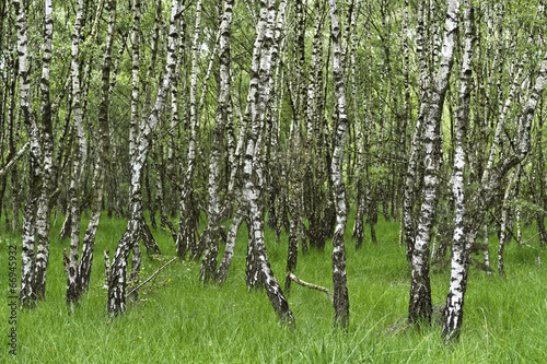 Naklejka drzewa las brzoza trawa krajobraz