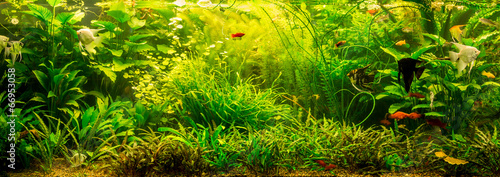 Fotoroleta pejzaż natura świeży roślina ryba