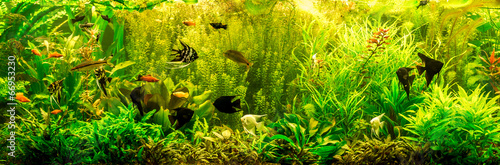 Fotoroleta świeży pejzaż woda zwierzę tropikalny