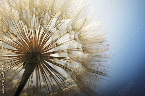Obraz na płótnie natura kwiat roślina niebo
