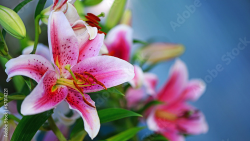 Obraz na płótnie miłość kwiat wellnes bukiet 14 lutego