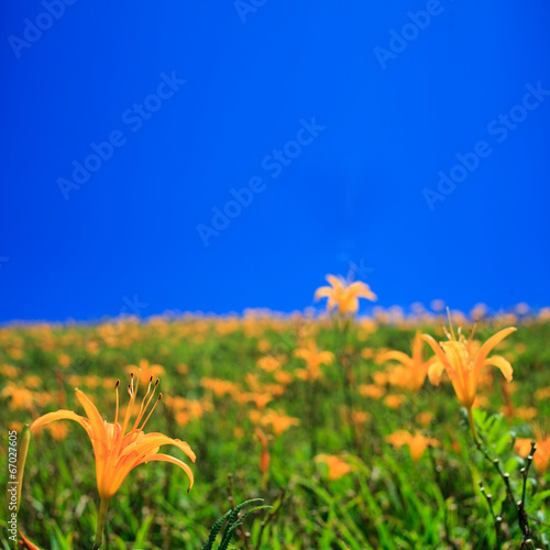 Fototapeta pyłek piękny kwiat słońce kwitnący