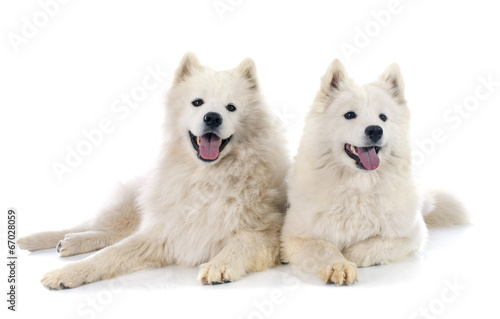 Naklejka Białe psy