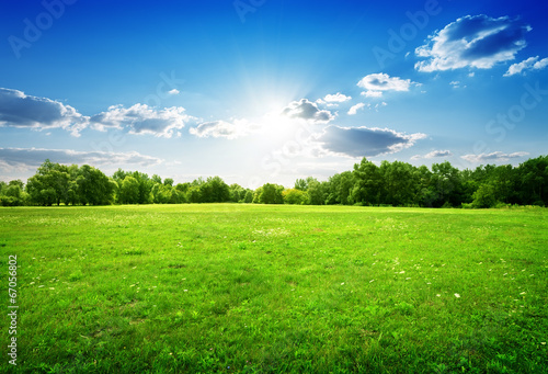 Obraz na płótnie Zielona trawa i drzewa