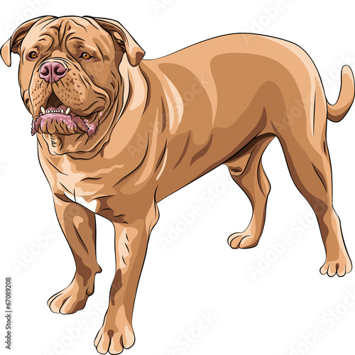 Obraz na płótnie Ilustracja psa French Mastiff
