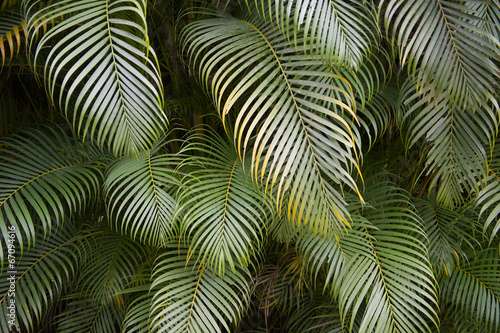 Fotoroleta natura dżungla tropikalny brazylia palma