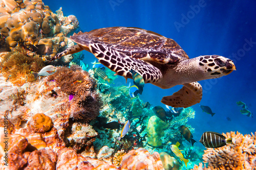 Plakat zwierzę tropikalny morze podwodne natura