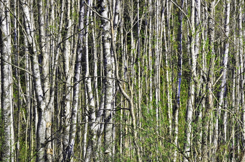 Obraz na płótnie spokojny brzoza las