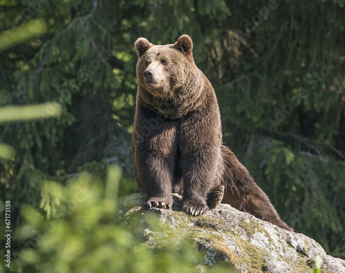 Fototapeta niedźwiedź zwierzę las dziki ssak