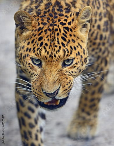 Fotoroleta afryka dzikie zwierzę zwierzę ssak