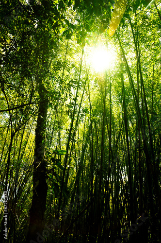 Fotoroleta bambus las tropikalny roślina