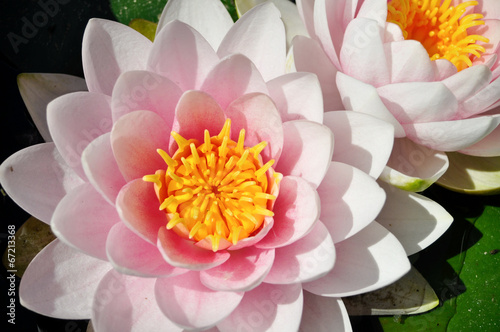 Fotoroleta woda wellnes kosmetyk chiny kwiat