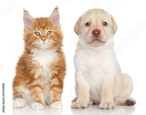 Fototapeta szczenię pies kociak zwierzę