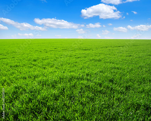 Fotoroleta trawa rolnictwo niebo
