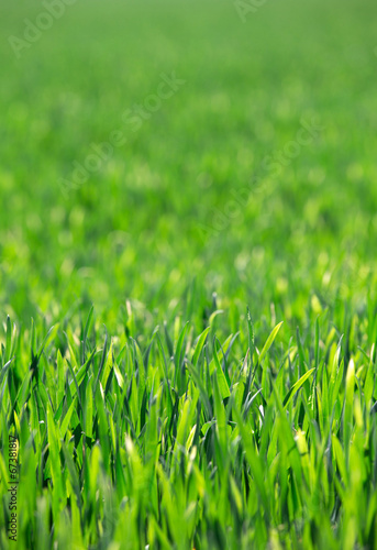 Fotoroleta łąka pole pejzaż piękny