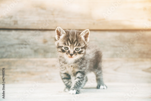 Obraz na płótnie Mały kotek