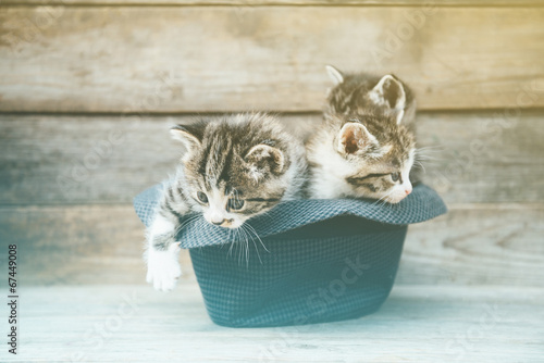 Fototapeta Cztery kociaki na łące