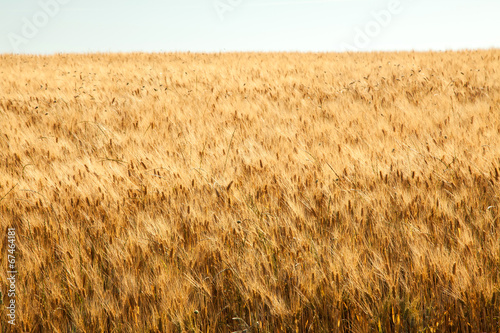 Obraz na płótnie pole włochy toskania natura trawa