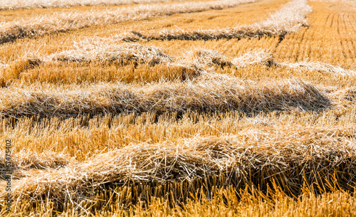 Obraz na płótnie rolnictwo krajobraz pole pszenica dojrzały