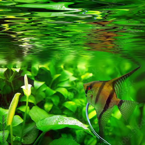 Fototapeta mężczyzna tropikalna ryba kwiat