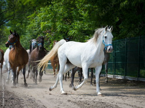 Plakat zwierzę arabian koń wioska bieg