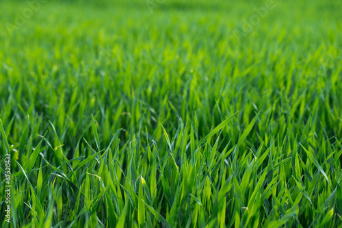 Fotoroleta pejzaż natura trawa pole