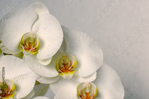 Fotoroleta piękny gałązka roślina storczyk tropikalny