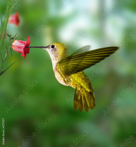 Plakat ptak kwiat las