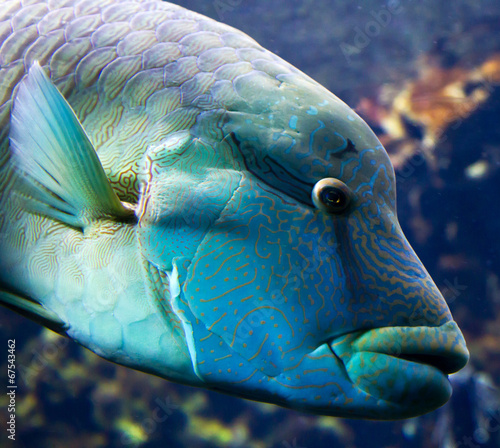 Plakat ryba morze rafa podwodne