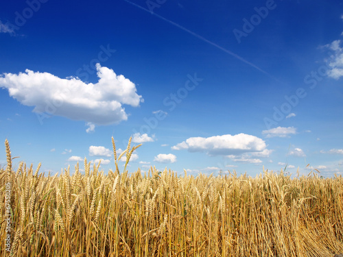 Naklejka jesień niebo słoma rolnictwo