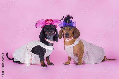 Fototapeta Ubrania dla psów