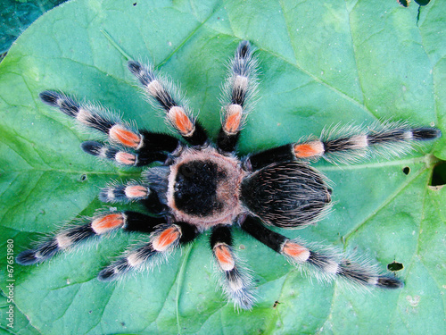 Plakat fauna pająk okładka