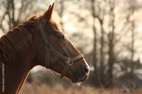 Fotoroleta piękny ogier portret koń klacz