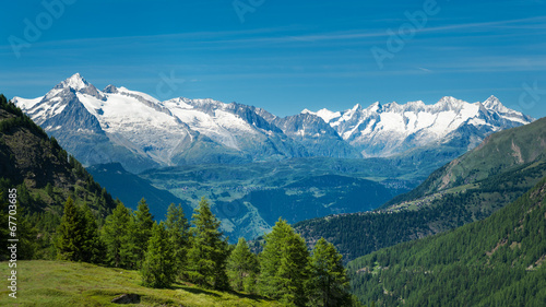 Obraz na płótnie drzewa natura szwajcaria