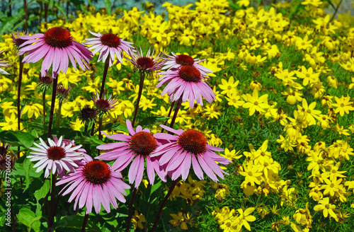 Fotoroleta ogród kwiat natura roślina