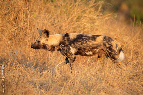 Naklejka dziki safari południe ssak pies