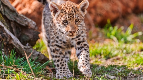 Naklejka jaguar natura zwierzę