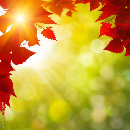 Obraz na płótnie las piękny jesień park brzoza