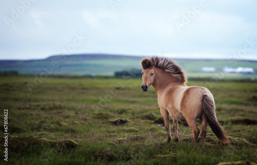 Fotoroleta ssak pejzaż wieś koń