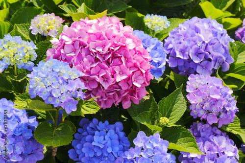 Fototapeta kwiat japonia roślina krajobraz lato